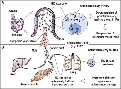 Functional Flexibility of Exosomes and MicroRNAs of Intestinal Epithelial Cells in Affecting Inflammation